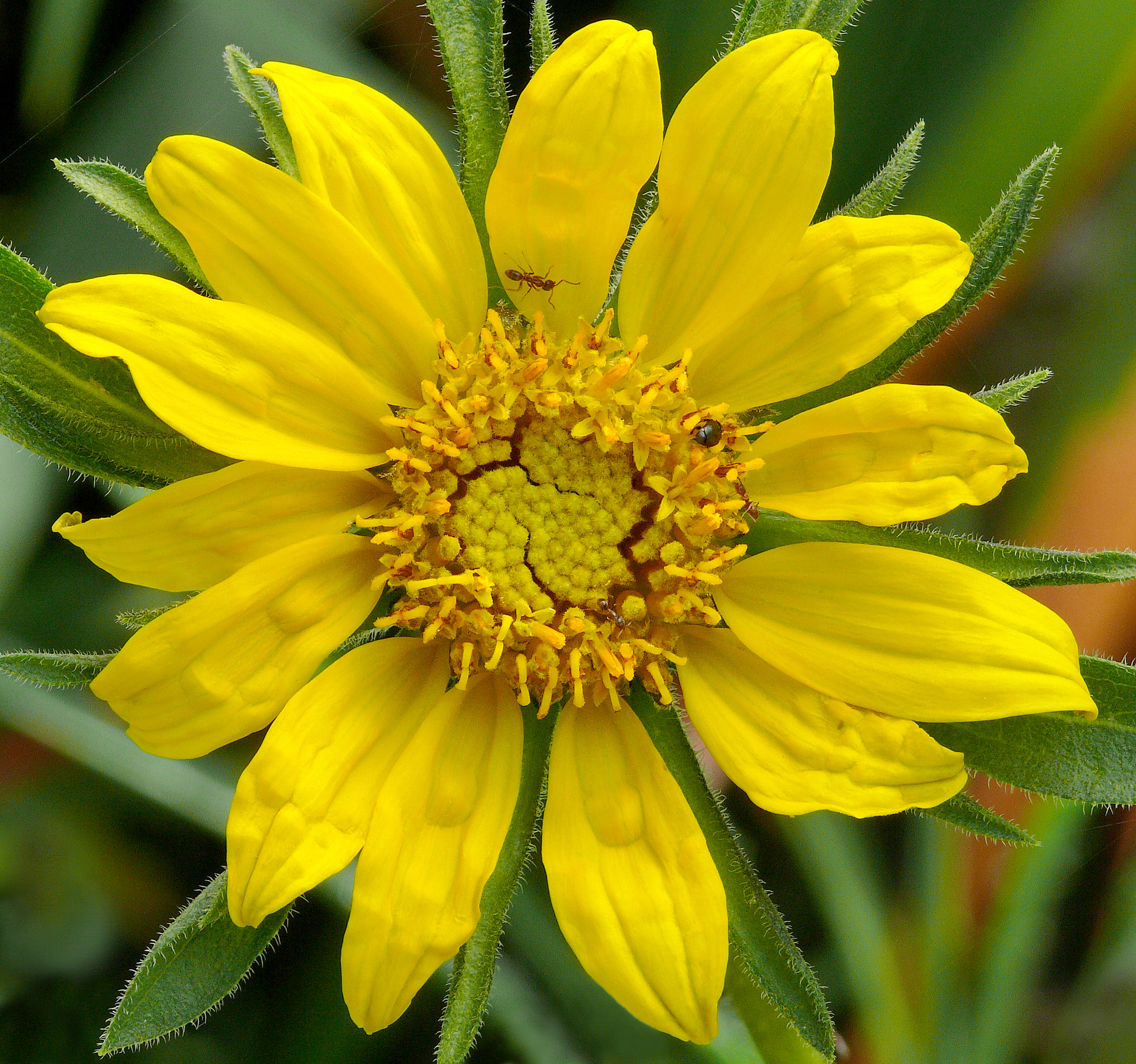 Helianthella