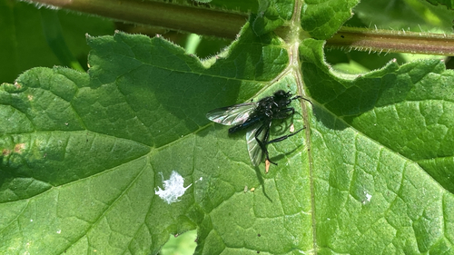 St Mark's fly