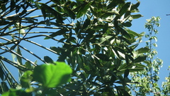 Cussonia sphaerocephala