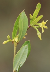 Cryptolepis oblongifolia