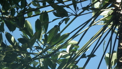 Cussonia sphaerocephala