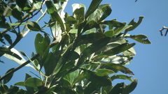 Cussonia sphaerocephala