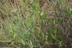 Cryptolepis oblongifolia