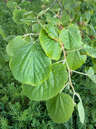 Hungarian silver linden