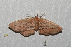 Hypagyrtis brendae