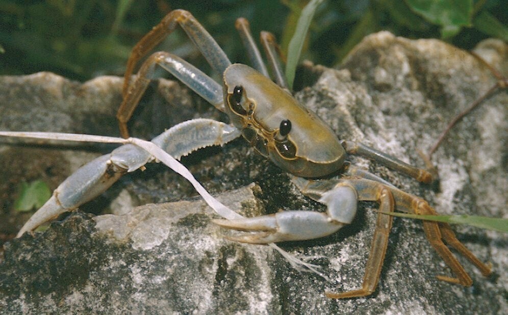 Tiwaripotamon nganima