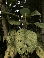 Verbesina crassiramea