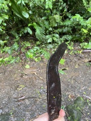 Pentaclethra macroloba