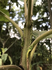 Verbesina crassiramea