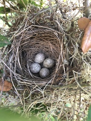 Cardinalis