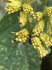 Verbesina crassiramea