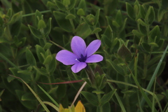 Barleria ovata