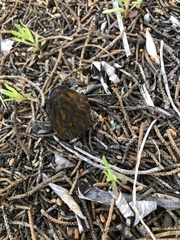 Morchella brunnea
