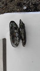 Unio elongatulus