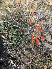 Penstemon subulatus