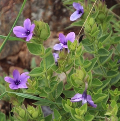 Barleria ovata