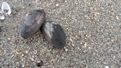 Unio elongatulus