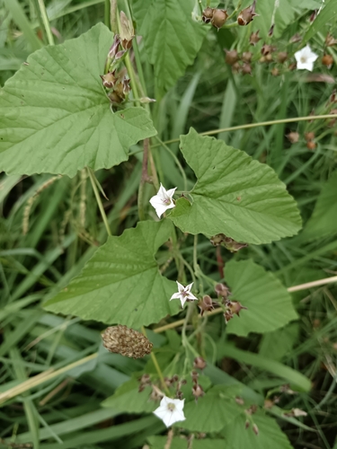 Convolvulus farinosus, photograph 3