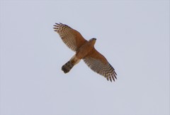 Accipiter cooperii