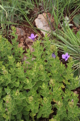 Barleria ovata