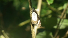 Amauris ochlea ochlea