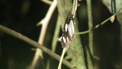 Amauris ochlea ochlea