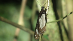 Amauris ochlea ochlea