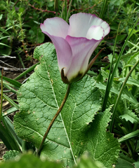 Calochortus catalinae