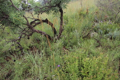 Alepidea peduncularis