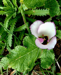 Calochortus catalinae