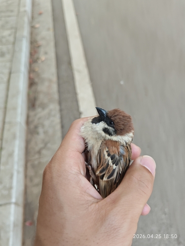 Eurasian Tree Sparrow