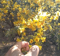 Parkinsonia texana macra