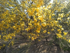 Parkinsonia texana macra
