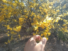 Parkinsonia texana macra