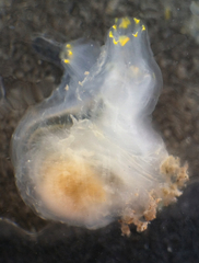 Ciona intestinalis