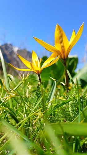 Tulipa dasystemon