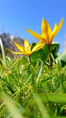 Tulipa dasystemon