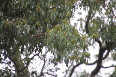 Heteropyxis natalensis