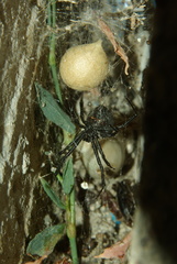 Latrodectus tredecimguttatus