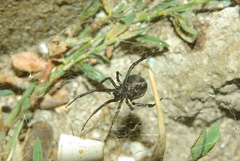 Latrodectus tredecimguttatus