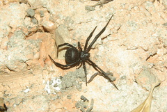 Latrodectus tredecimguttatus