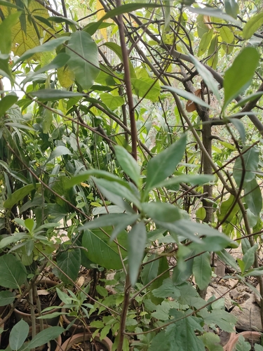 Lanceleaf Buttonwood