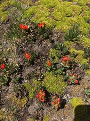 Castilleja tolucensis
