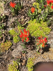 Castilleja tolucensis
