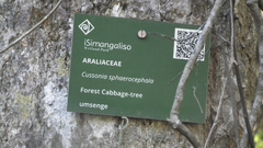 Cussonia sphaerocephala