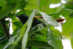 Thamnophilus palliatus