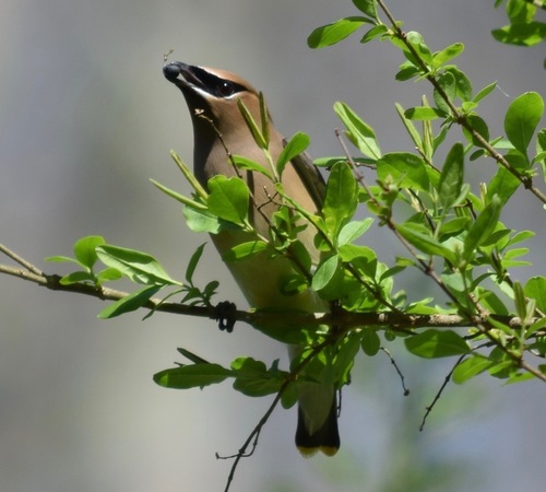 Cedar Waxwing photographed in Georgia