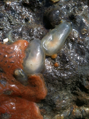 Ciona intestinalis