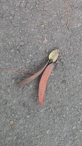 Dipterocarpus alatus, photograph 1