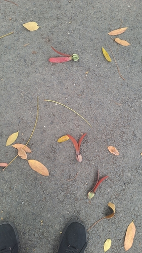 Dipterocarpus alatus, photograph 2